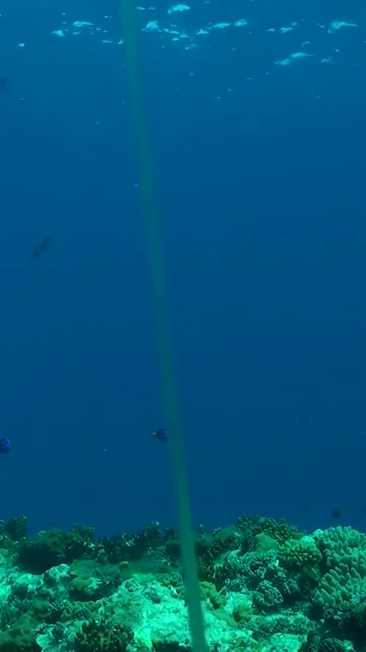 Coral reef, Coral Sea